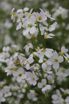 Cuckoo flower Lady's smock | Cardamine pratensis