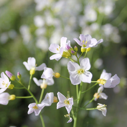Cuckoo flower Lady's smock | Cardamine pratensis