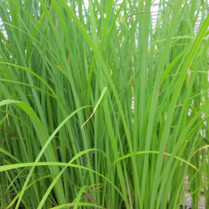 Slender-tufted sedge | Carex acuta