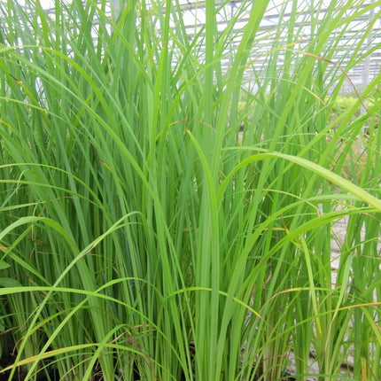 Slender-tufted sedge | Carex acuta