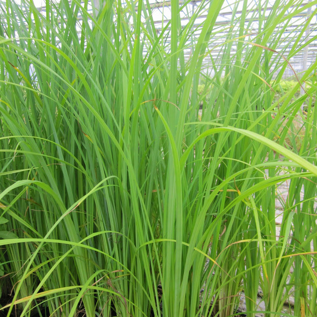 Slender-tufted sedge | Carex acuta