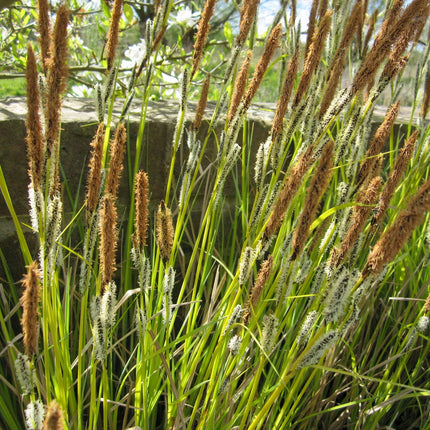 Slender-tufted sedge | Carex acuta