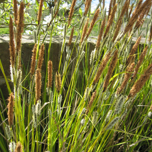 Slender-tufted sedge | Carex acuta