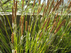 Slender-tufted sedge | Carex acuta