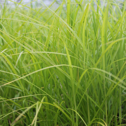 Musk sedge | Carex muskingumensis