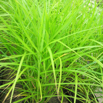 Musk sedge | Carex muskingumensis