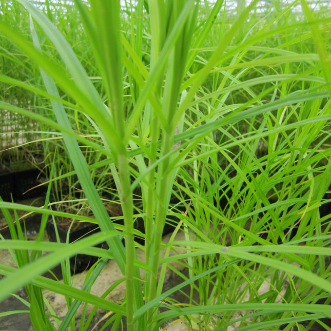 Musk sedge | Carex muskingumensis