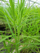 Musk sedge | Carex muskingumensis