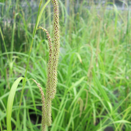 Pendulous sedge | Carex pendula