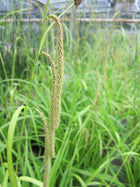Pendulous sedge | Carex pendula