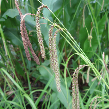 Pendulous sedge | Carex pendula