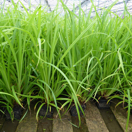 Pendulous sedge | Carex pendula