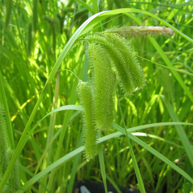 Cyperus sedge | Carex pseudocyperus