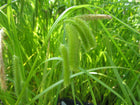 Cyperus sedge | Carex pseudocyperus