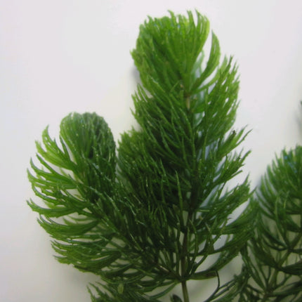 Hornwort | Ceratophyllum demersum