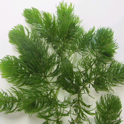 Hornwort | Ceratophyllum demersum