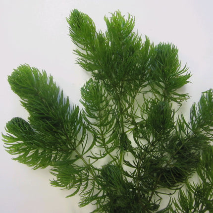 Hornwort | Ceratophyllum demersum