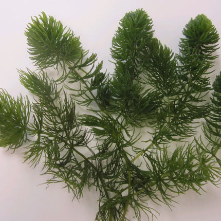 Hornwort | Ceratophyllum demersum