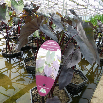 Elephant Ear | Colocasia rubra Black Magic