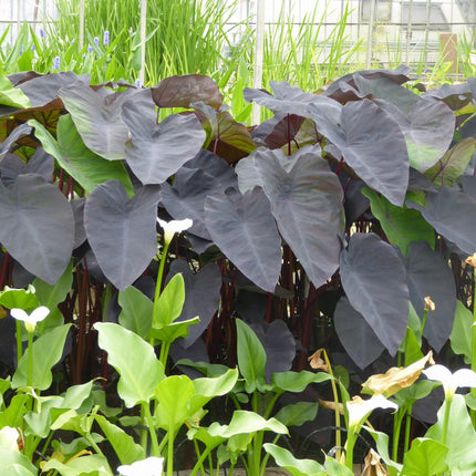 Elephant Ear | Colocasia rubra Black Magic