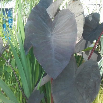 Elephant Ear | Colocasia rubra Black Magic