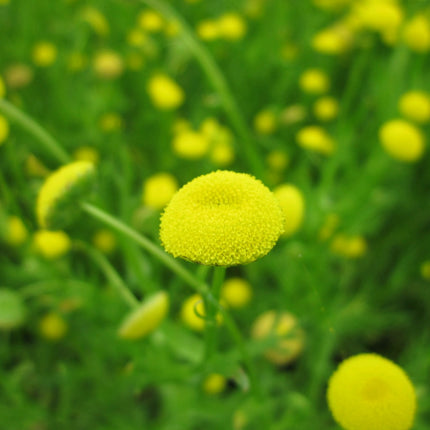 Brass buttons | Cotula coronopifolia