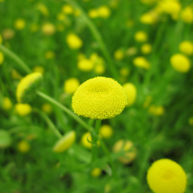 Brass buttons | Cotula coronopifolia