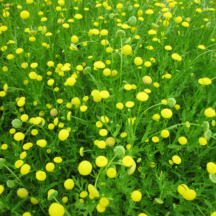 Brass buttons | Cotula coronopifolia