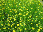 Brass buttons | Cotula coronopifolia
