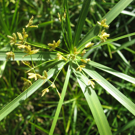 Umbrella palm | Cyperus alternifolius