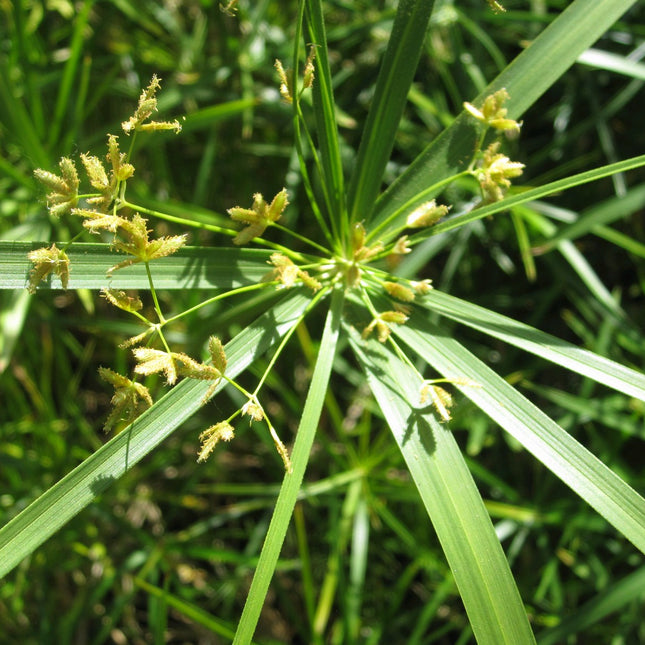 Umbrella palm | Cyperus alternifolius