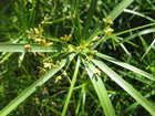 Umbrella palm | Cyperus alternifolius