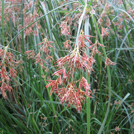 Sweet galingale | Cyperus longus