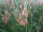 Sweet galingale | Cyperus longus