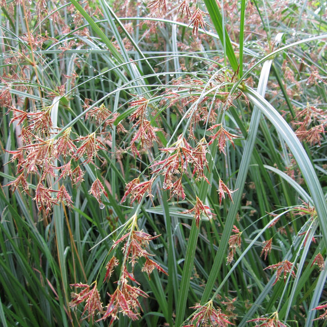 Sweet galingale | Cyperus longus