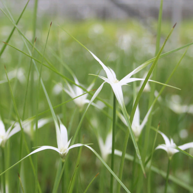 Star grass | Dichromena colorata