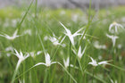 Star grass | Dichromena colorata