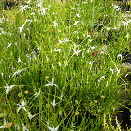Star grass | Dichromena colorata