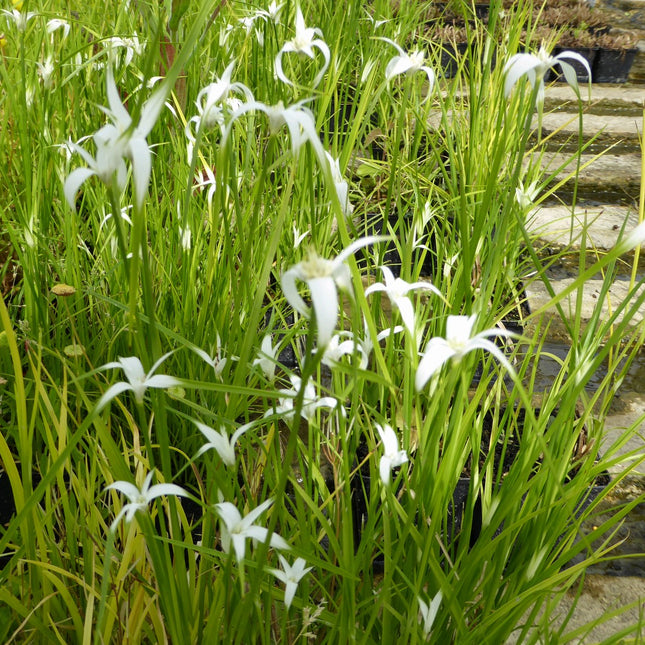 Star grass | Dichromena colorata