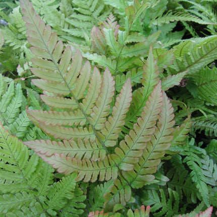 Japanese wood fern | Dryopteris erythrosora