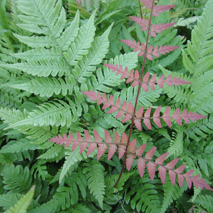 Japanese wood fern | Dryopteris erythrosora
