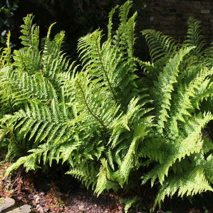 Male fern | Dryopteris filix-mas