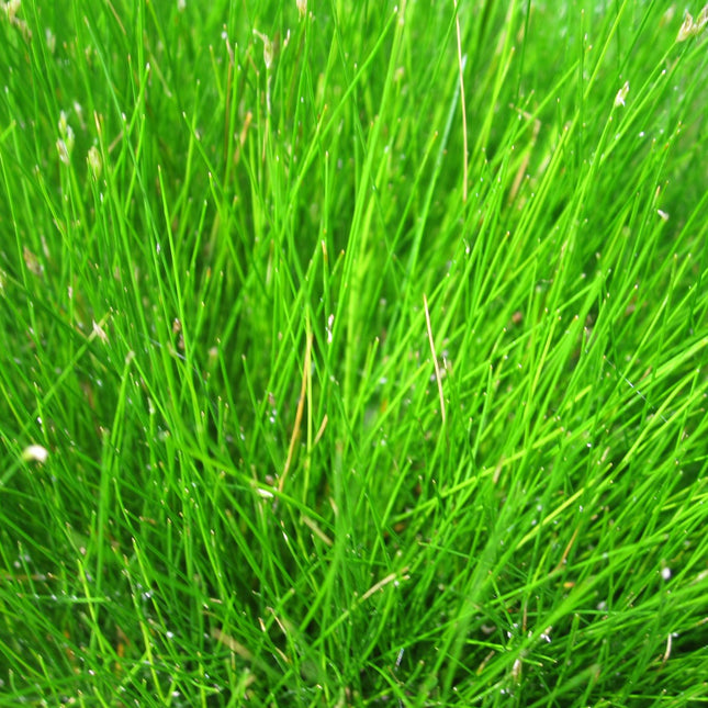 Needle spike-rush | Eleocharis acicularis