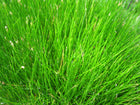 Needle spike-rush | Eleocharis acicularis