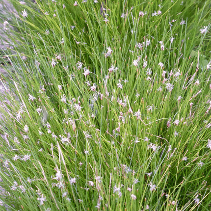 Needle spike-rush | Eleocharis acicularis
