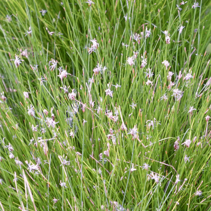 Needle spike-rush | Eleocharis acicularis