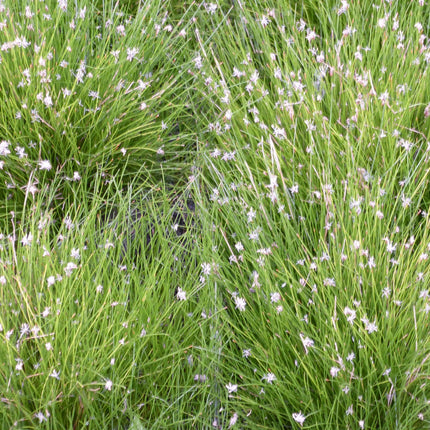 Needle spike-rush | Eleocharis acicularis