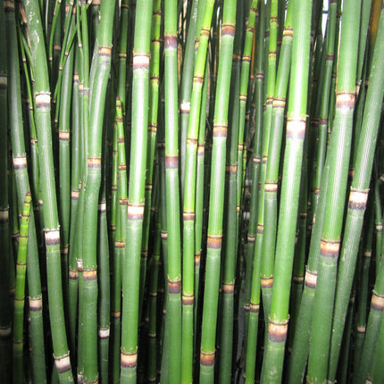 Dutch rush | Equisetum hyemale