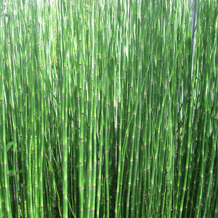 Dutch rush | Equisetum hyemale