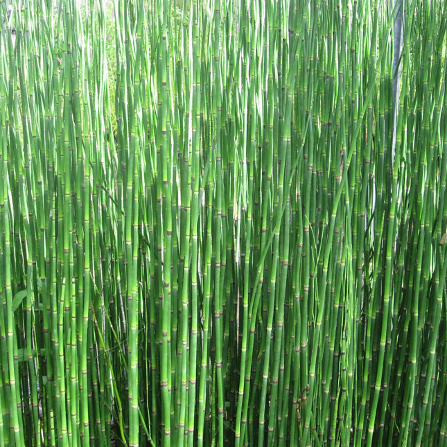 Dutch rush | Equisetum hyemale